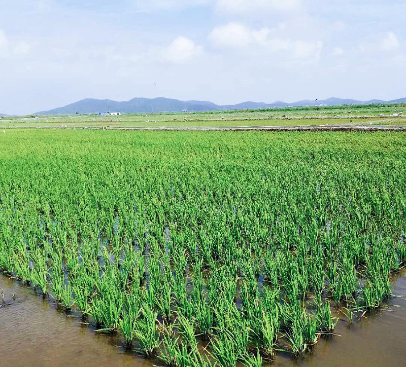 浙農創投岱山土壤改良項目成功完成水稻插秧