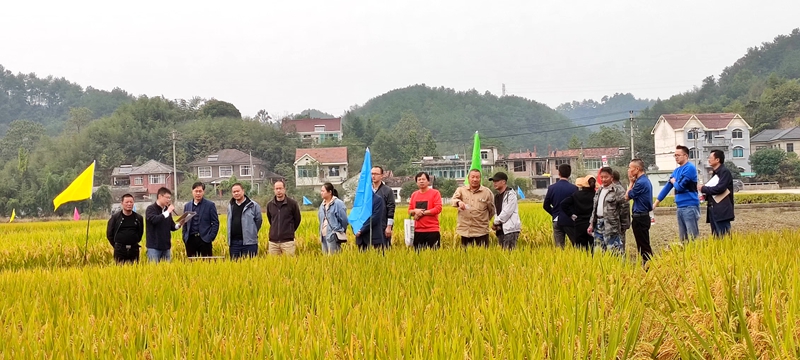 惠多利參與的省重點研發項目減氮15%水稻畝產增加28%